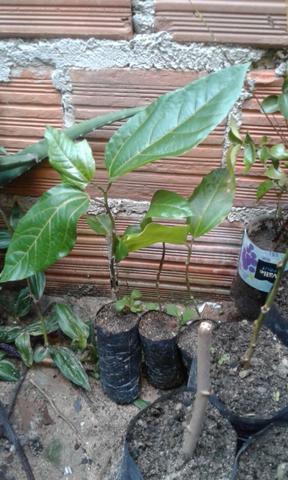 Vendo mudas frutíferas - Foto 3