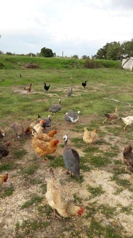 Sítio com 4,5 hectares, situado na cidade de Arari-MA