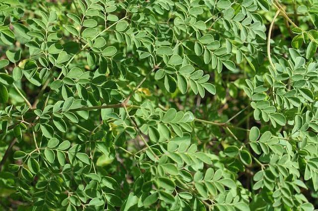 Mudas de moringa milagre da natureza 
