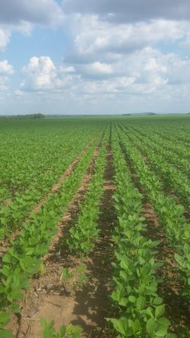 Fazenda de 462 Ha , 300 Ha Lavoura . Redenção - PA .permuta 70% em Fazenda no Paraná