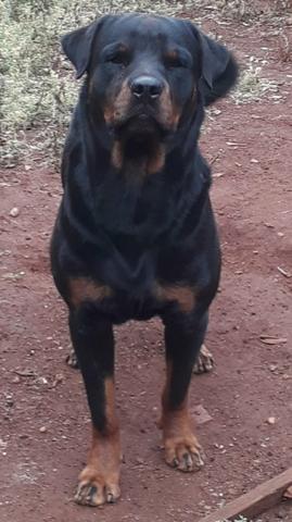 Vendo filhote de rottwailer - Foto 5