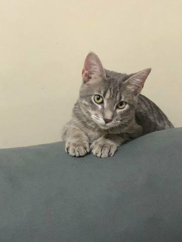 Gatinhas fofas e super dóceis - Foto 3
