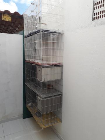 Gaiola - Foto 2