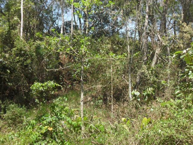 Terreno Teresopolis - Albuquerque - 1.670 metros