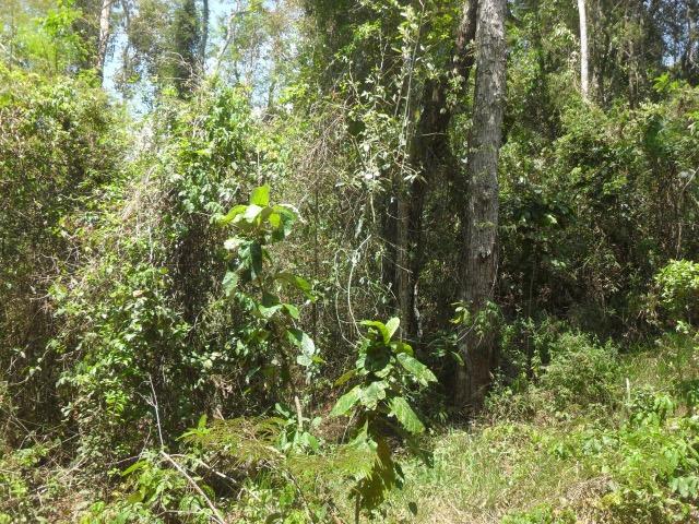 Terreno Teresopolis - Albuquerque - 1.670 metros - Foto 8