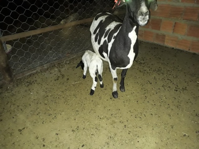 Carneiro Dorper - Foto 3