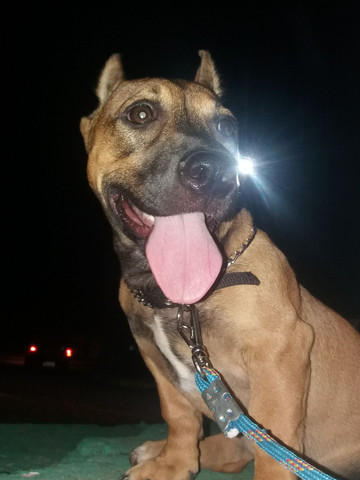 American bully com APBT - Foto 2