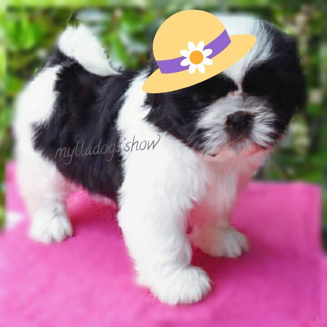 Shih Tzu fêmea(parcelo)