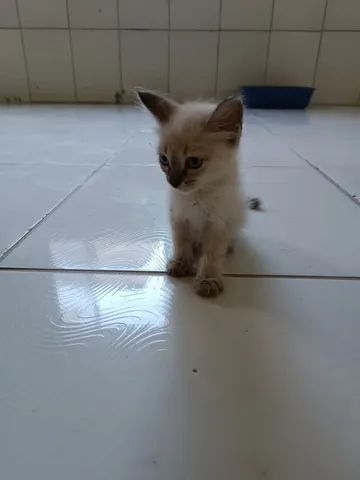 3 Gatinhos para adoção - Foto 4