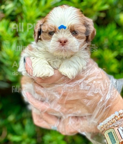 Shih Tzu filhotes, pedigree de raça pura 