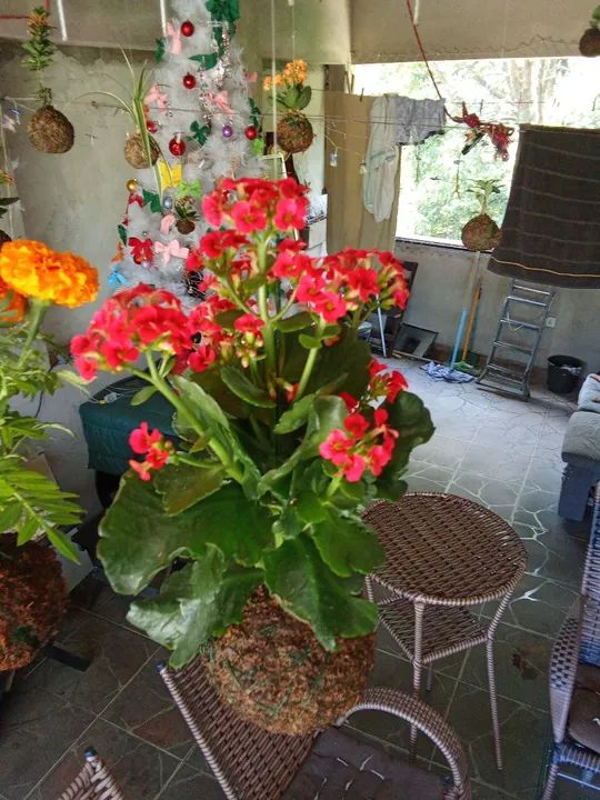 Planta Kalanchoe na Kokedama  - Foto 5