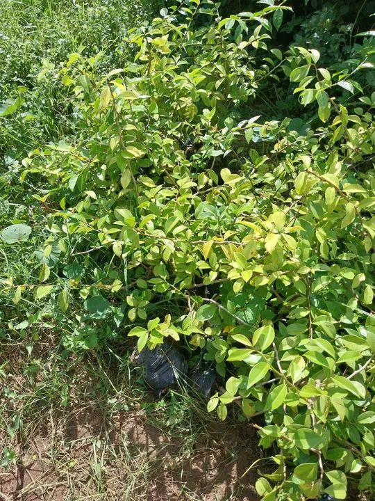 Mudas de Ora-pro-nobis - Foto 2