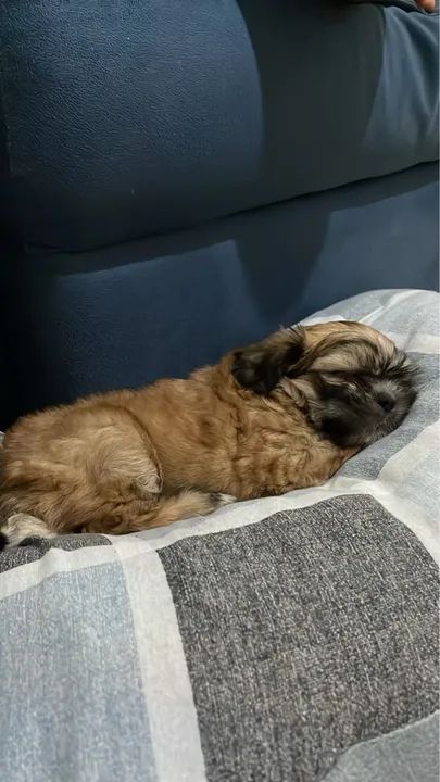 Filhote Shih Tzu - Foto 3