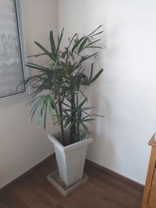 Planta Rafia em vaso - Foto 3