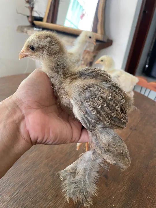 Pintinho galinha Brahma  - Foto 5