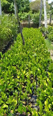 Mudas Frutíferas enxertadas - Foto 5