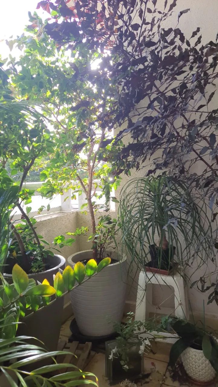 Frutífera JABUTICABEIRA