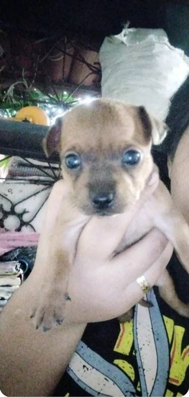 Vendo pinscher