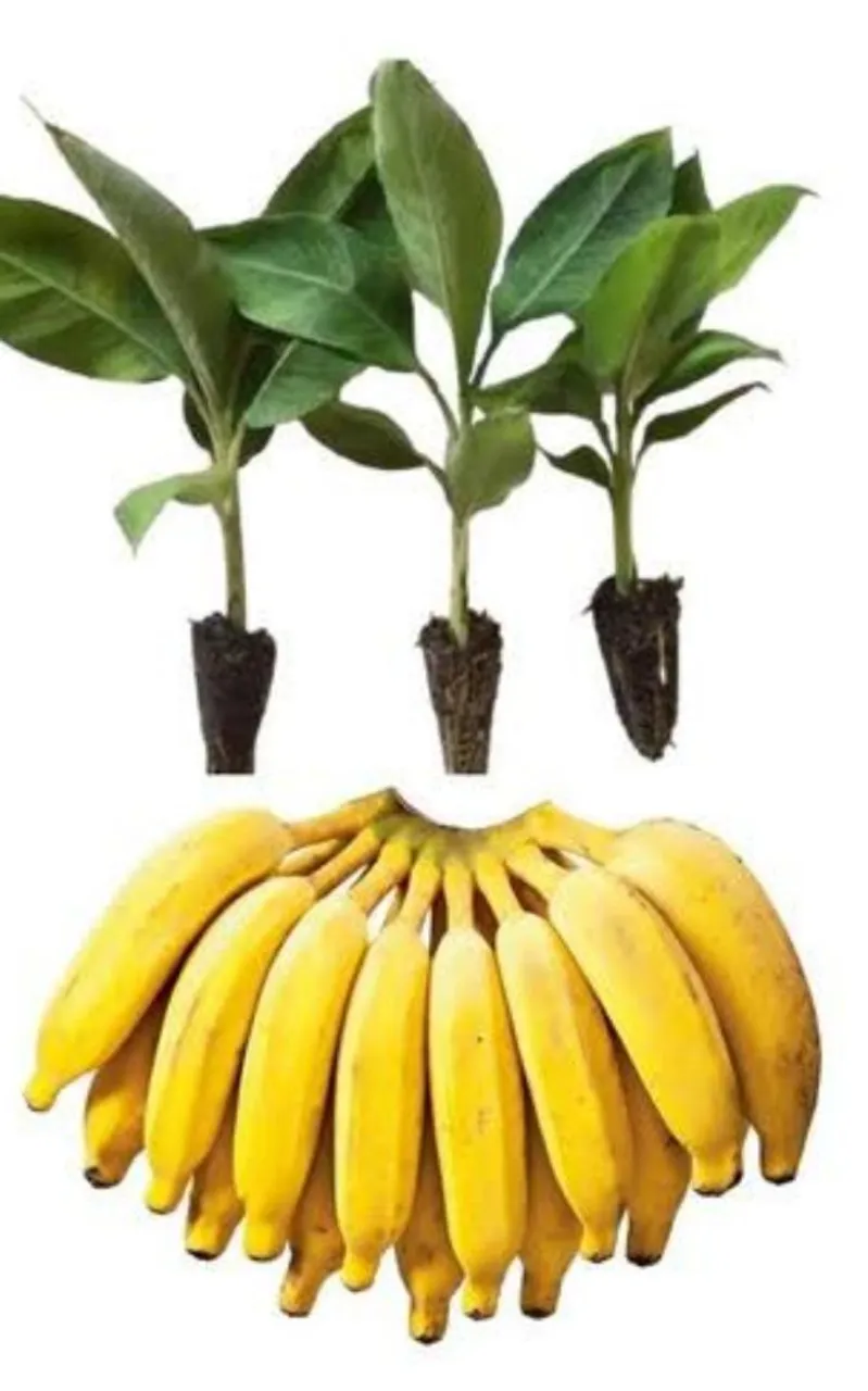Mudinhas banana prata