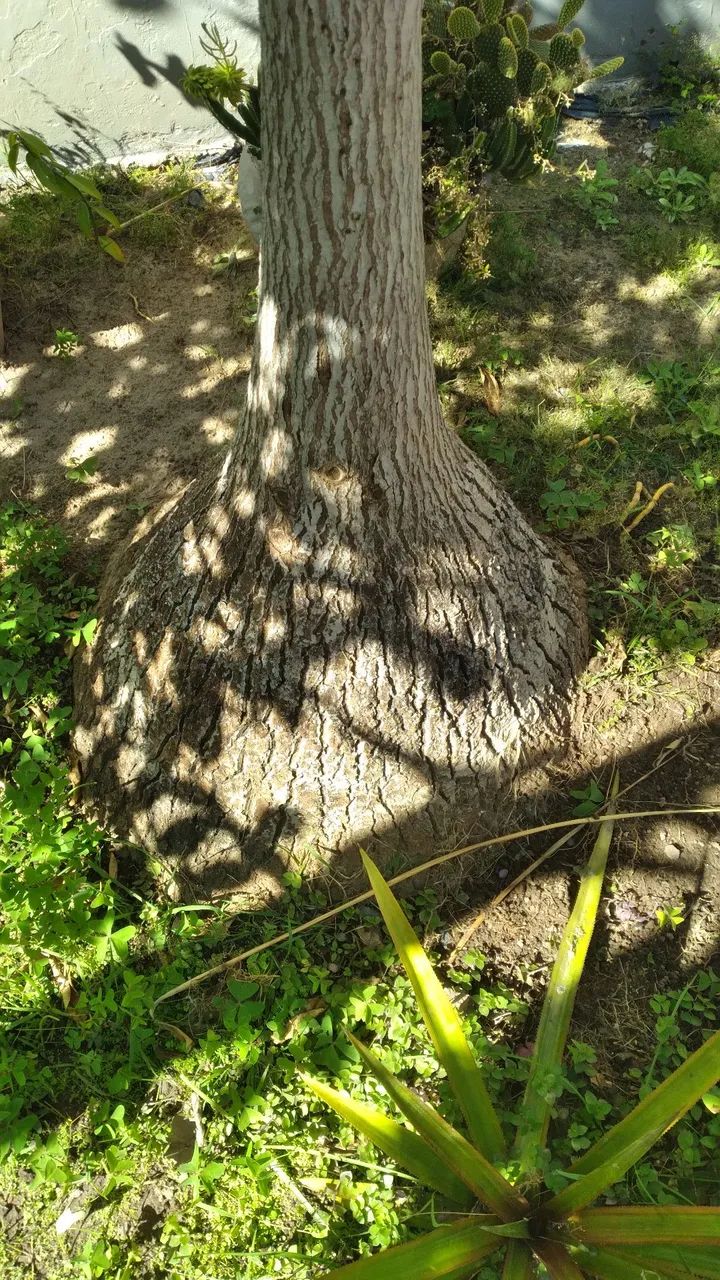 Pata de elefante de 20 anos.3metros.gigante. - Foto 5