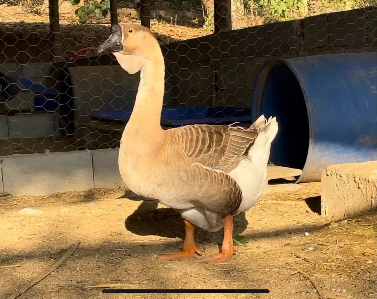 Ganso Africano LEGÍTIMO  - Foto 5
