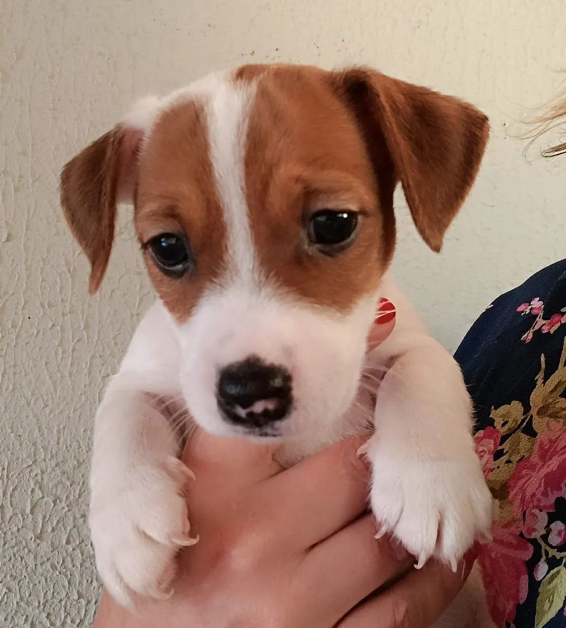 Filhotes Jack Russel Terrier