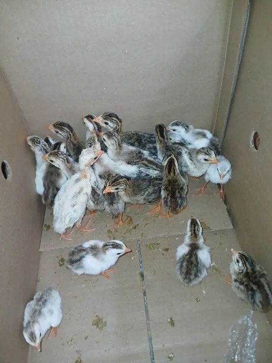 Angola/angolinha 20,00 - Foto 2