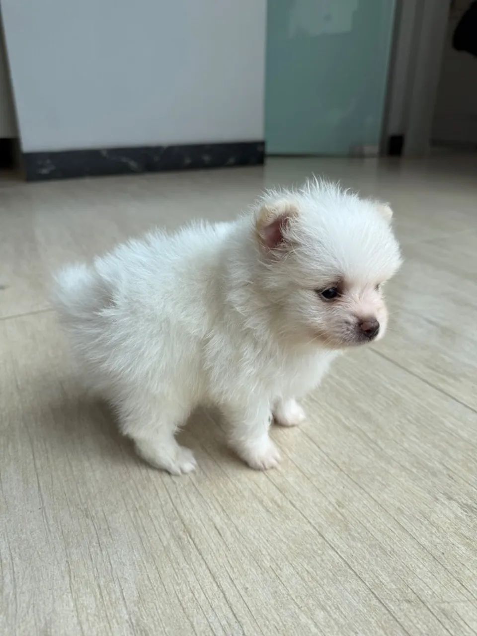 Vendo filhote de Spitz alemão.  - Foto 3