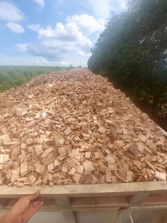 Cavaco de Eucalipto Premium - Foto 4