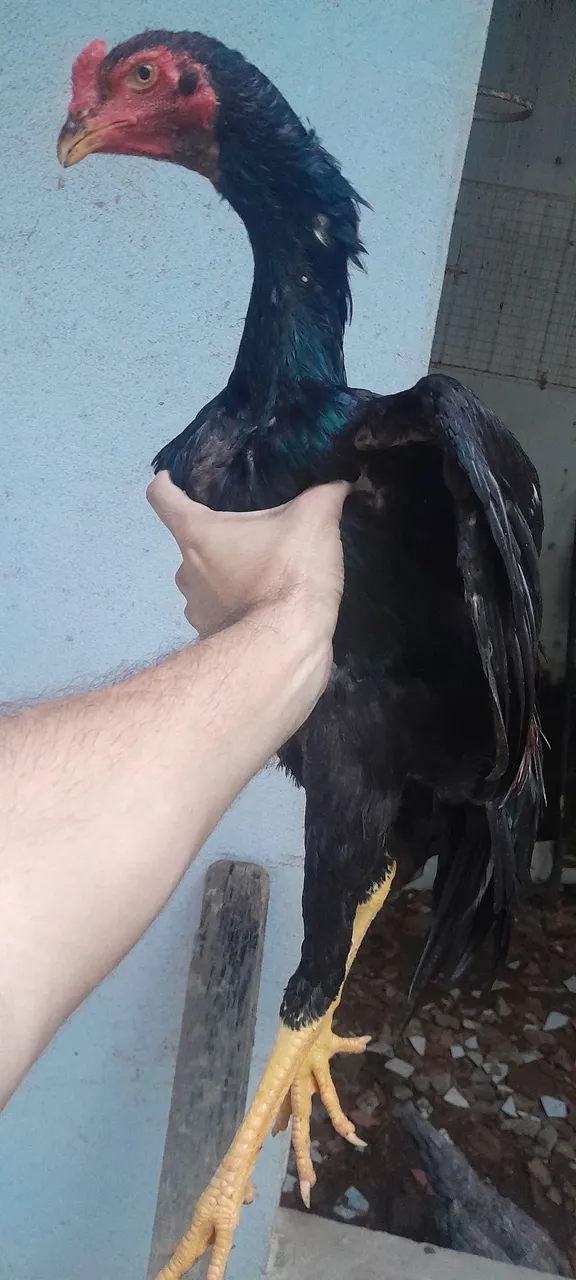 Frango Shamo puro
