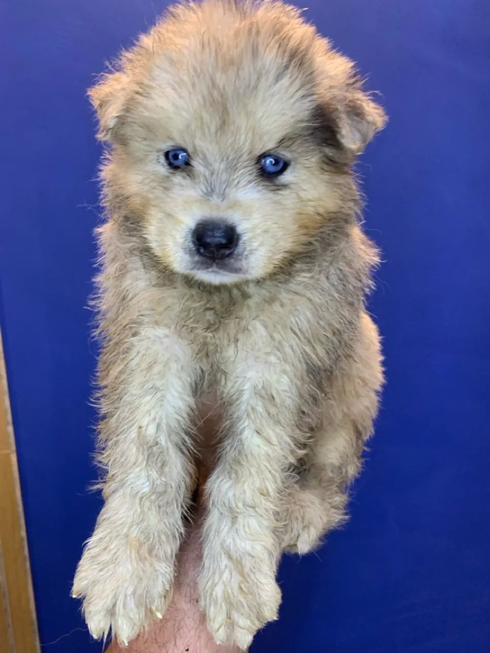 Filhote Husky Siberiano com Olhos Azuis - Foto 3