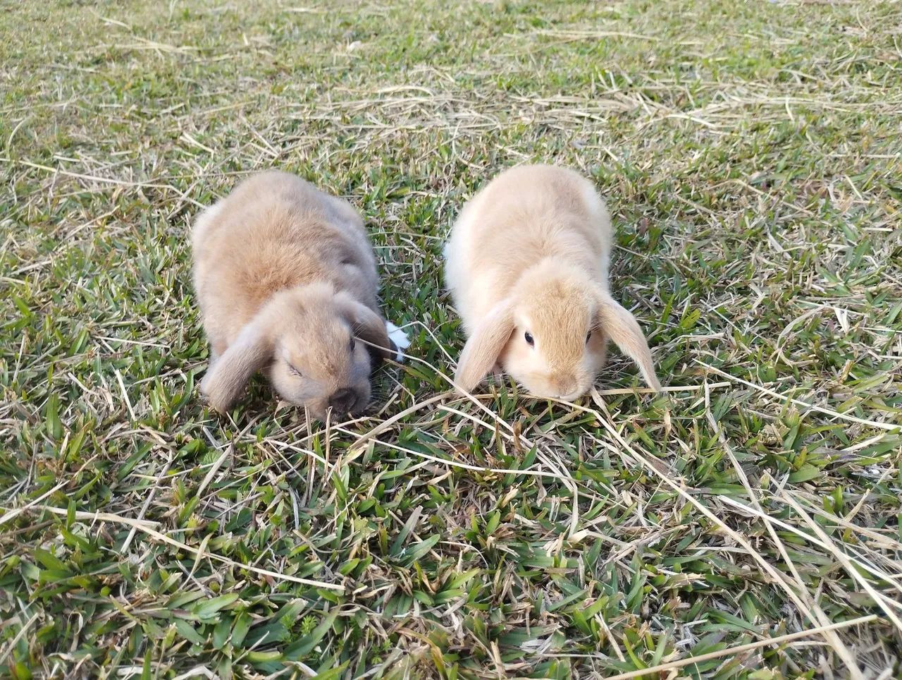 Coelhos Netherland e mini Lop - Foto 6