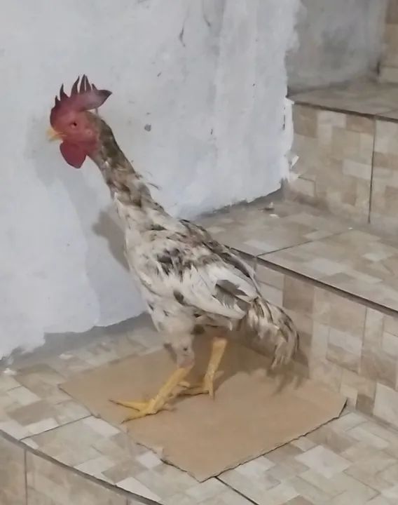 Ave de procedência - body inglês 