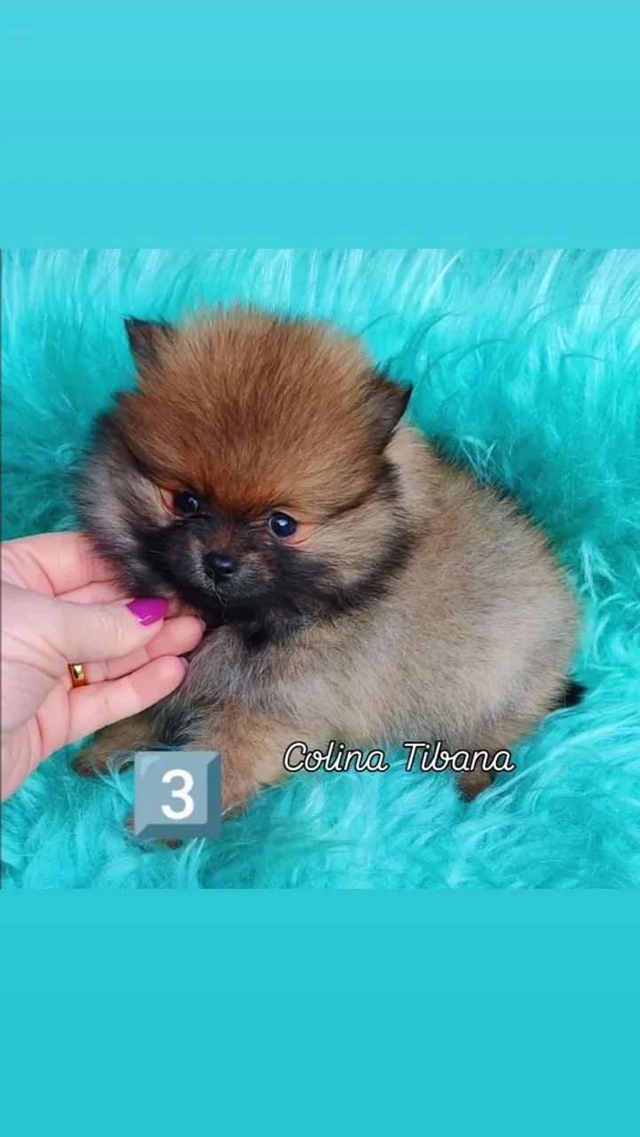 Filhotes Spitz machos