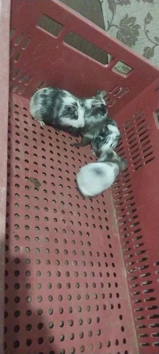 Filhotes de porquinhos para venda  - Foto 2