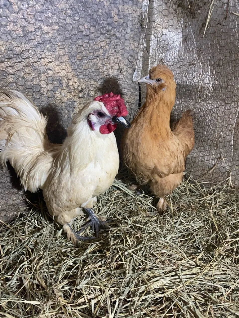 Galinha galo, 3 galinhas e 1 galo  - Foto 4