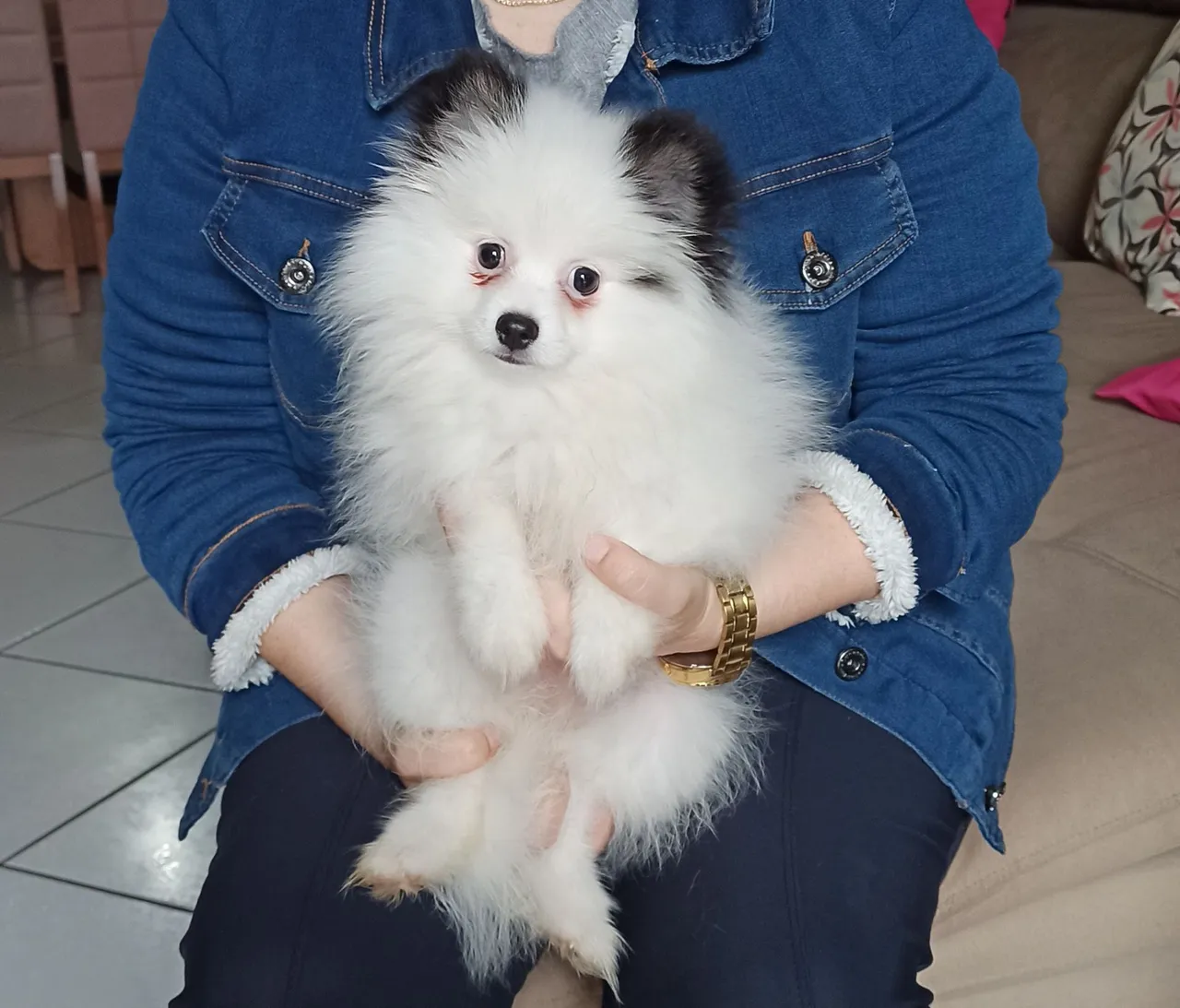 Fêmea de Spitz alemão