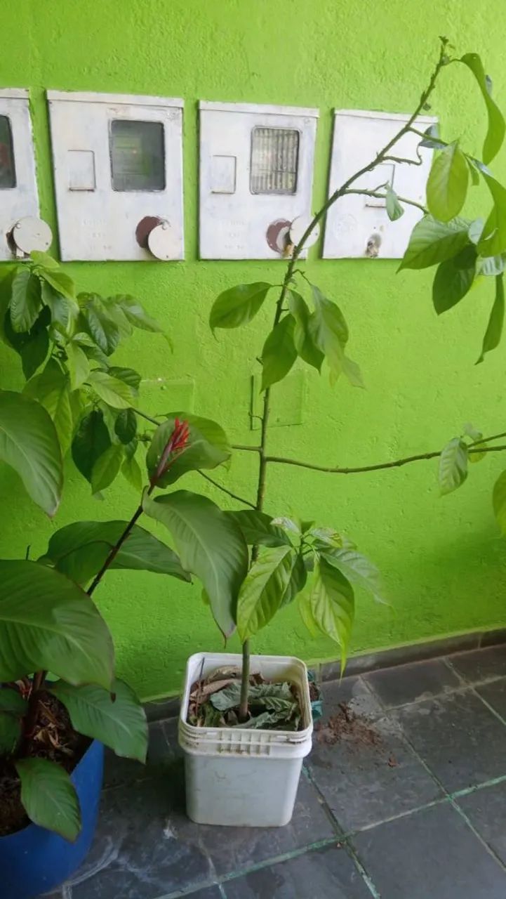  Abacate Manteiga 1.80mts