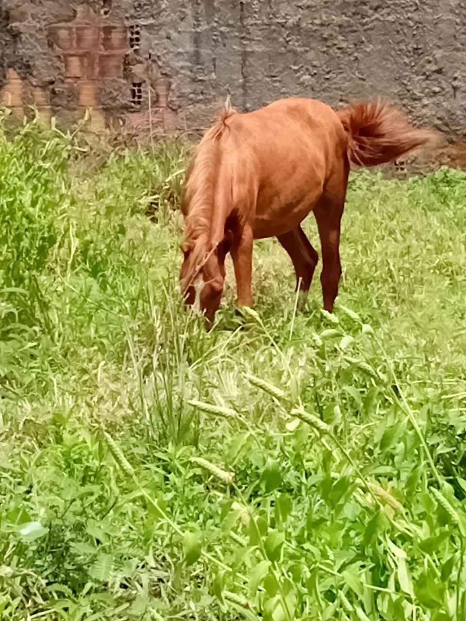 Potra muito manssa marcha picada de nascença apenas 8 meses