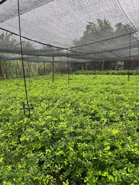 Mudas de acerola junco para produção rural - Foto 2