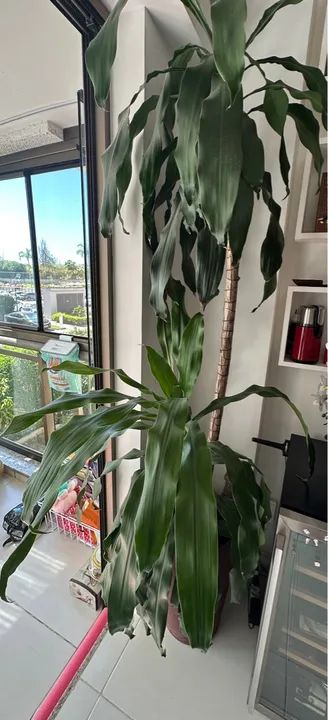 Pau DÁgua Em Vaso Decorativo Polietileno