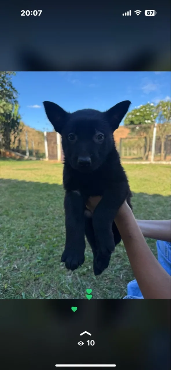 FILHOTES MACHOS PASTOR BELGA MALINOIS