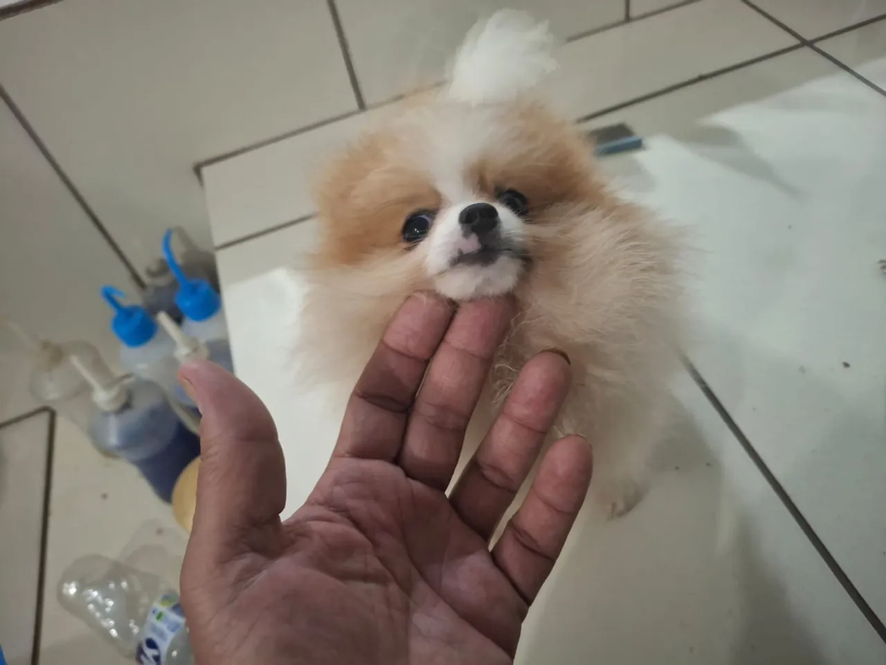 Filhote de Spitz anao, pura fofura!
