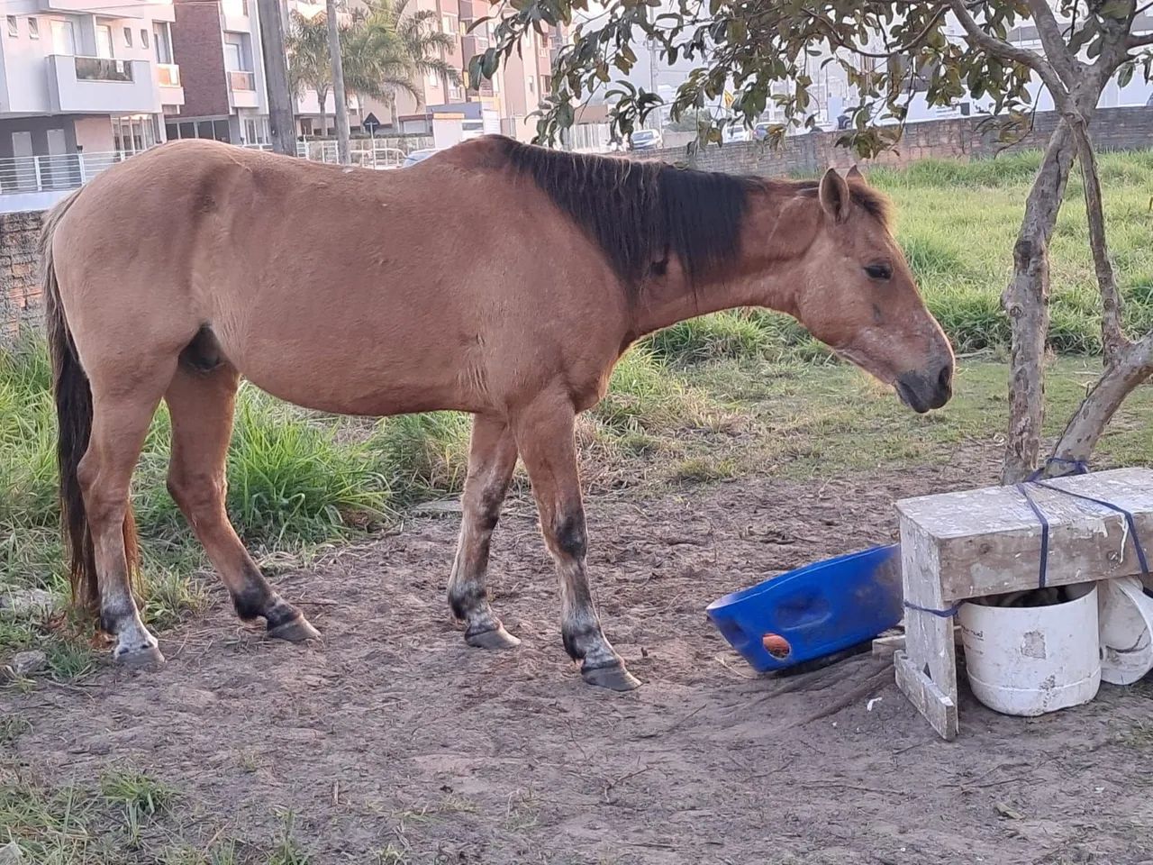 Cavalo castrado manso  - Foto 2