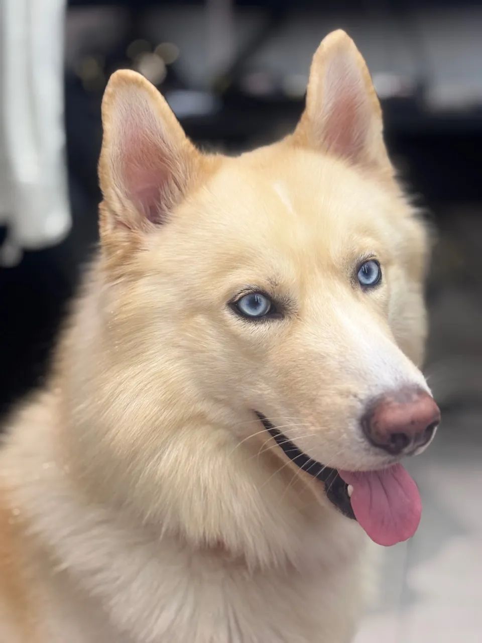 Husky Wolly para cobertura 