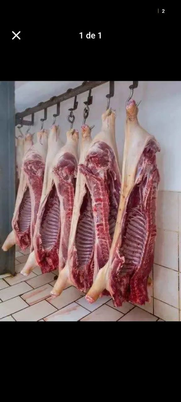 Porco abatido e vivo