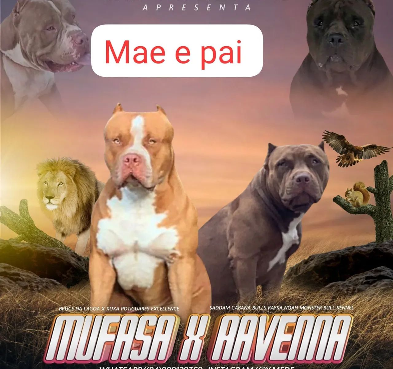 Pitbull Adulto - Amigável e Brincalhão - Foto 5