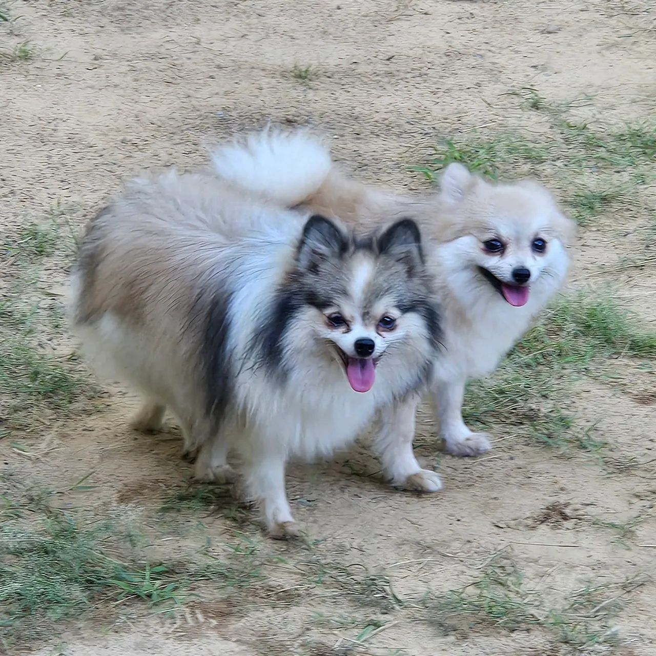 Filhote de Spitz Alemão Anão - Foto 6