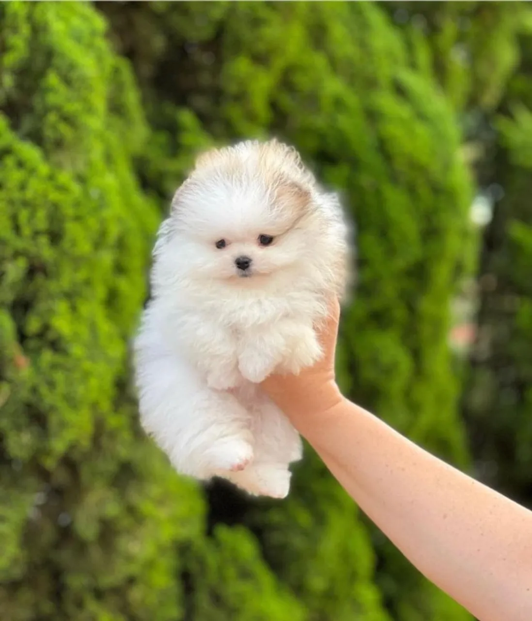Lulu da pomerania -adestrados no jornal /Sua familia feliz