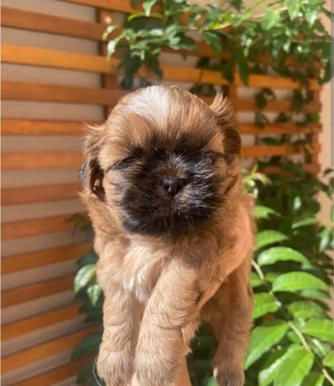 Filhote de Shih Tzu para adoção